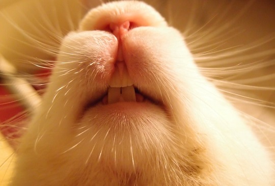 【關於兔兔的十個小秘密】身為兔奴的你不可不知（上）